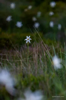 The meadow with daffodils in Pasul Vâlcan.  Photo: Lucian Ignat 1