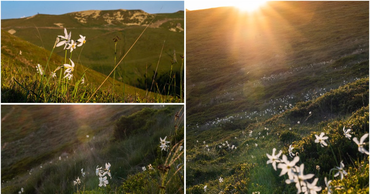 The mountain with wild daffodils in Pasul Vâlcan.  Natural treasures hidden in the Carpathian pass VIDEO