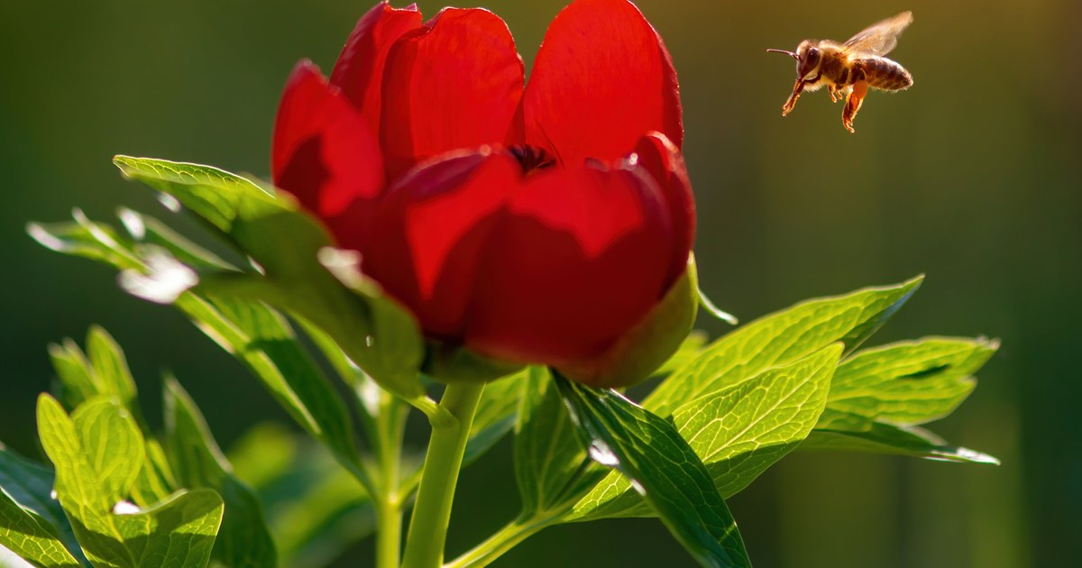 The peony reserves in Romania that offer real natural shows in May PHOTO