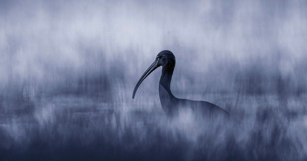 The photographer Rareș Beșliu brings the wild life of Romania in a unique exhibition at the Antipa Museum