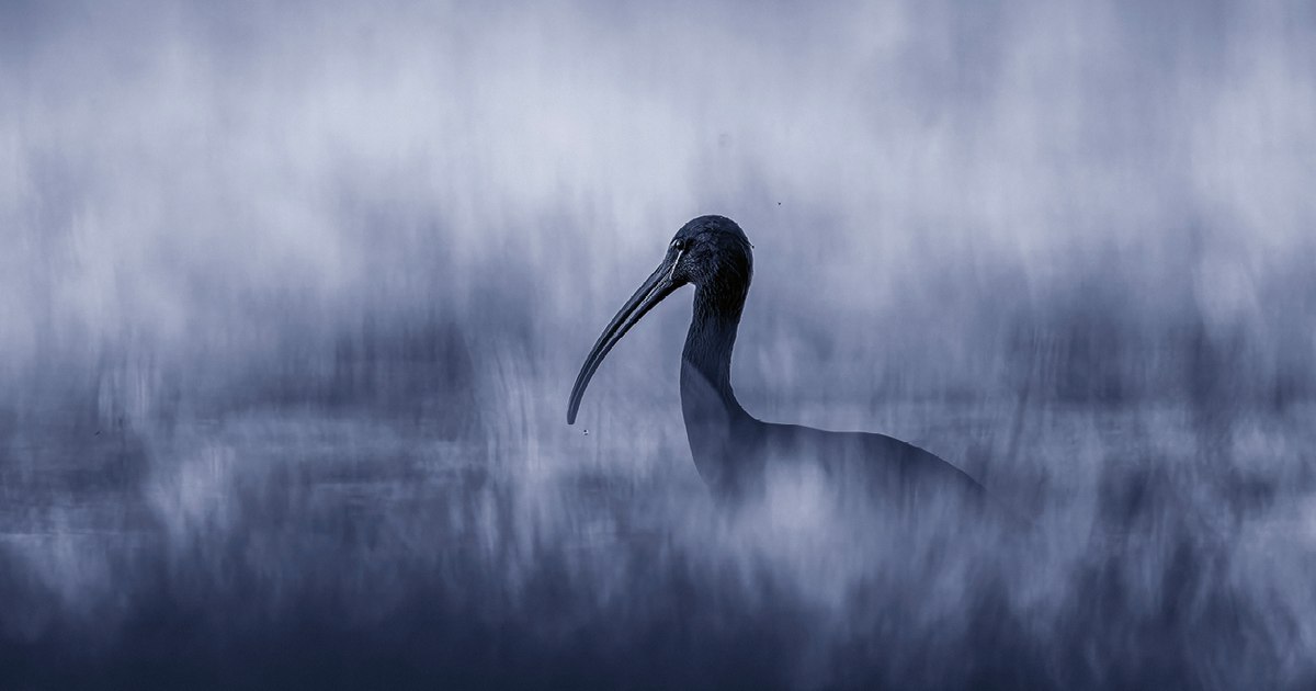 The photographer Rareș Beșliu brings the wild life of Romania in a unique exhibition at the Antipa Museum