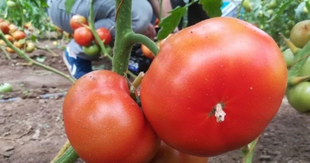 Vegetable-fruit that can be consumed in excess.  Dr. Mihaela Bilic: "It does not contain fructose and is rich in fiber and minerals"
