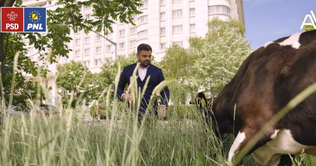 Who is the candidate who put the cow out to pasture in Bucharest?