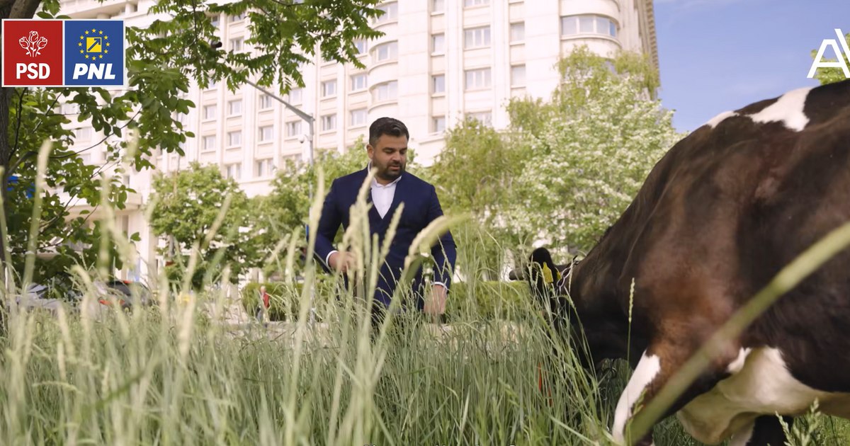 Who is the candidate who put the cow out to pasture in Bucharest?