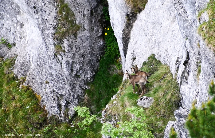 Black goat kids.  Photo: Claudia Danau.  Retezat National Park