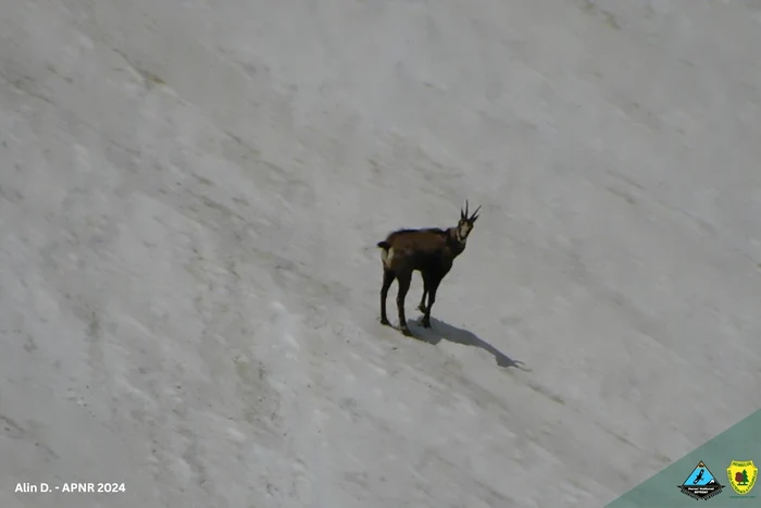 Black goat in Retezat.  Photo: Alin Dajulesc.  Retezat National Park.