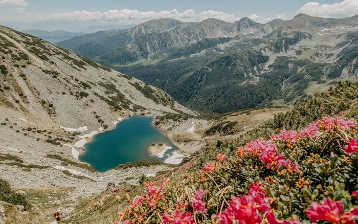 Goat's head.  Photo: Lucian Ignat.