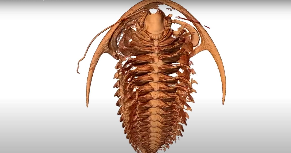 500-million-year-old sea creature discovered: 'remarkably preserved'