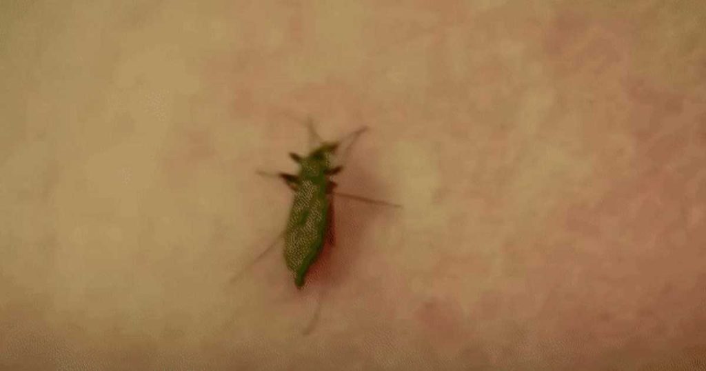 Alert in Romania: The dreaded tiger mosquito has arrived in our lands.  Epidemiologist: "One bite is enough to transmit Dengue"