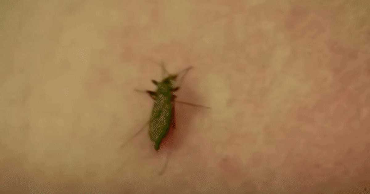 Alert in Romania: The dreaded tiger mosquito has arrived in our lands.  Epidemiologist: "One bite is enough to transmit Dengue"