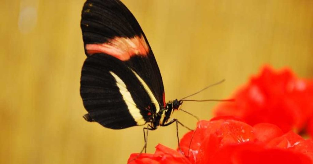 An insect highway has been discovered.  It is considered "one of the great wonders of nature"