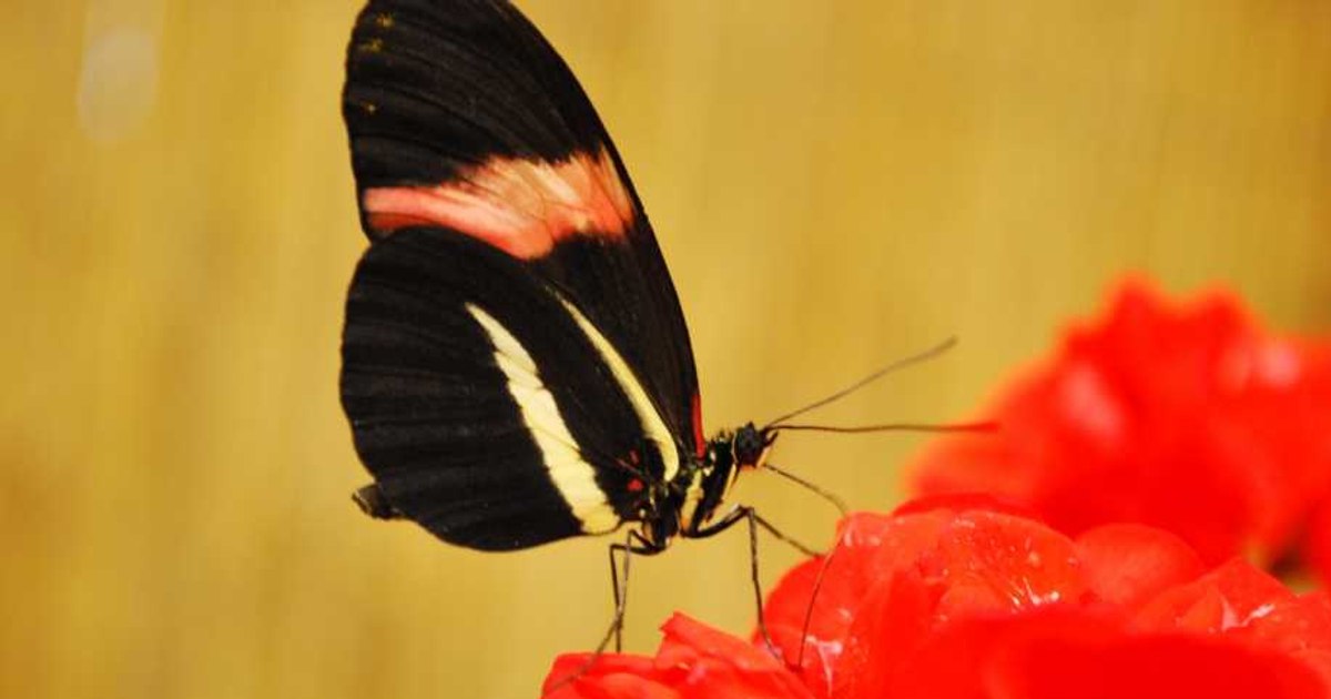An insect highway has been discovered.  It is considered "one of the great wonders of nature"