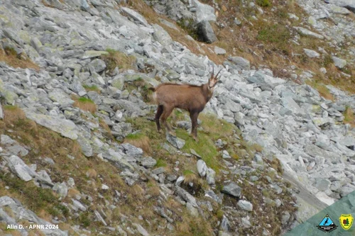 Wild animals in the Retezat Mountains Source Retezat National Park (10) jpg