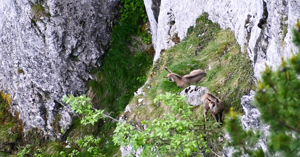 Exciting scenes with two black goat kids, climbing the inaccessible rocks in Retezat PHOTO VIDEO
