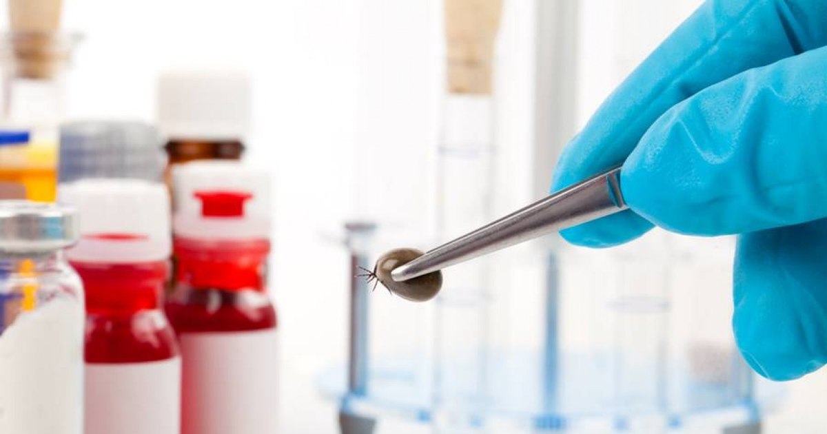 First Lyme disease vaccine in 20 years begins final clinical trial: 'People are worried, now is the time'