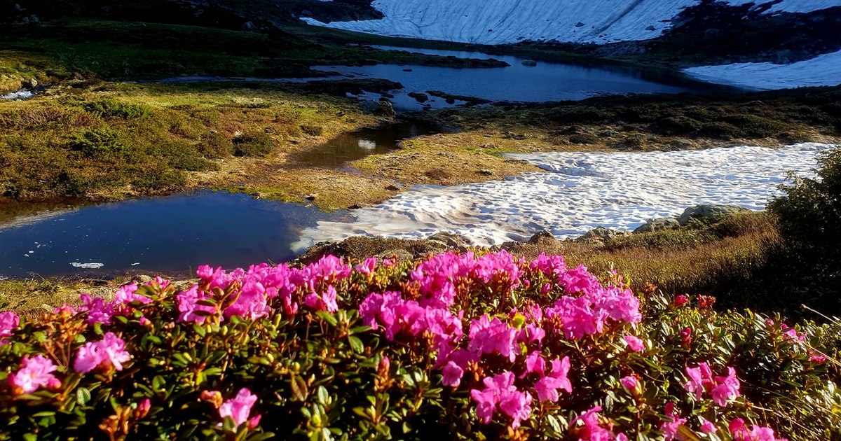 Gorgeous images of pink-flowered mountain peonies providing a fairytale landscape in the Rodney Mountains National Park