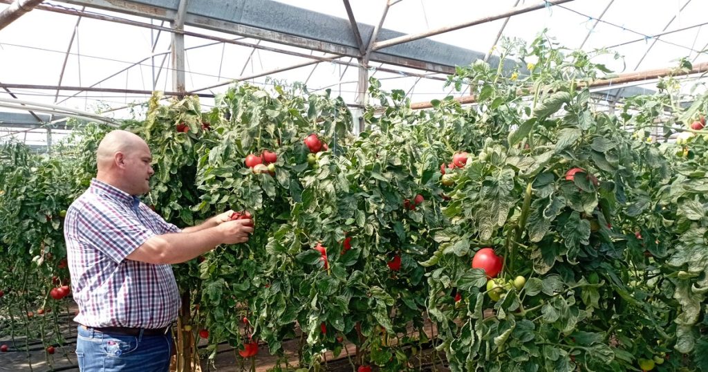 Homeland of the vegetable growers of the north, with products like in the time of the grandparents.  Where is the "Oltenia" of the north