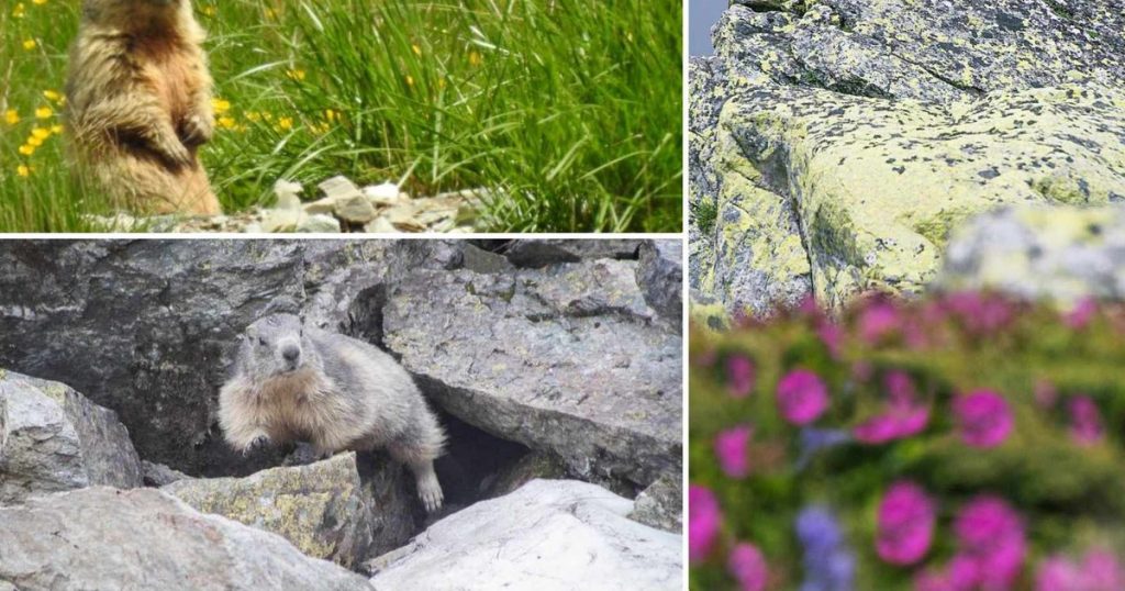Marmots from the Alps, perfectly adapted in Retezat.  Their appearances on the mountain delight tourists VIDEO