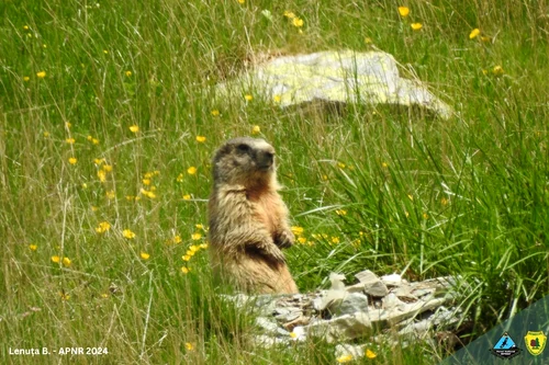 Marmots in Retezat Photo Retezat National Park (1) jpg