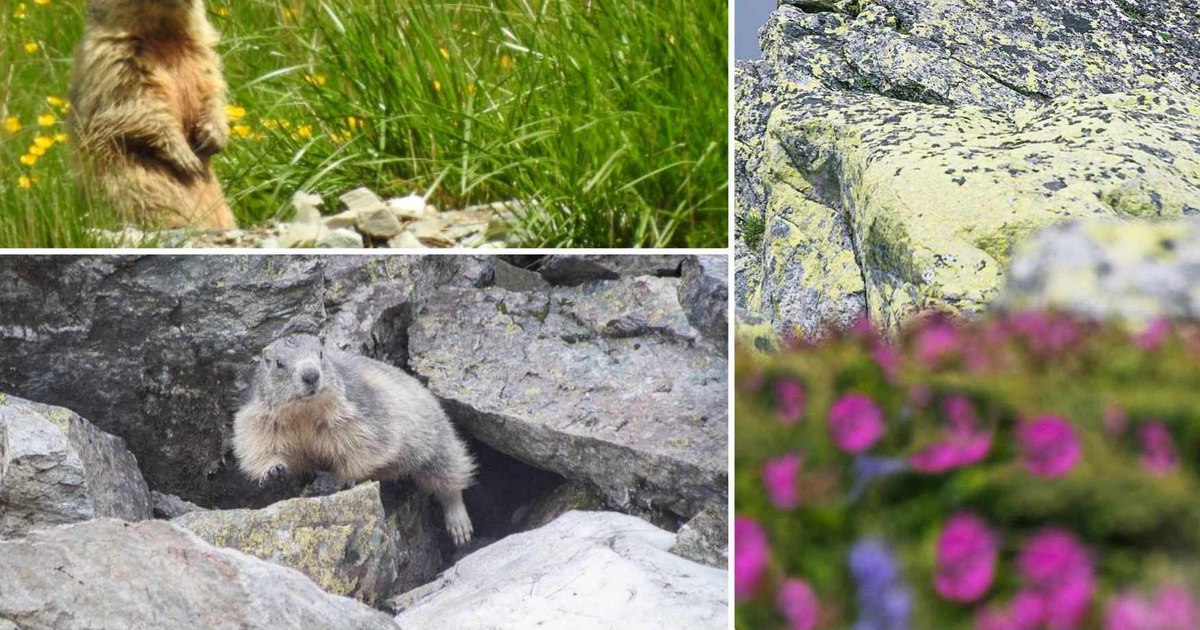 Marmots from the Alps, perfectly adapted in Retezat.  Their appearances on the mountain delight tourists VIDEO