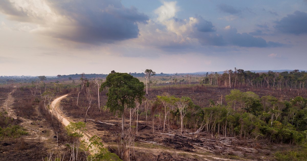 Oropouche virus, from South America, a new global threat?  "What we see is a chronicle of an announced tragedy"