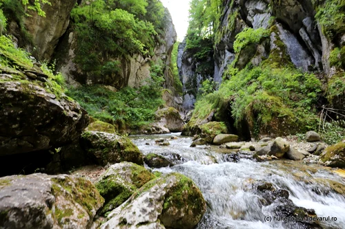 Cheile Buții from Retezat Photo Daniel Guță THE TRUTH (19) JPG