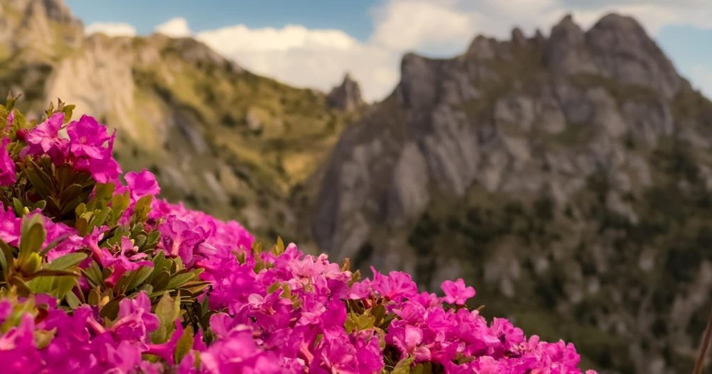 The peony season has begun in the Ciucaș Massif.  The route that leads to the most beautiful meadow PHOTO