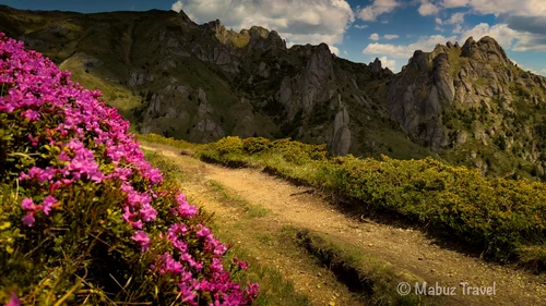 Meadow with peonies, in the Ciucaș Massif.  PHOTO Marius Popa, photography enthusiast.