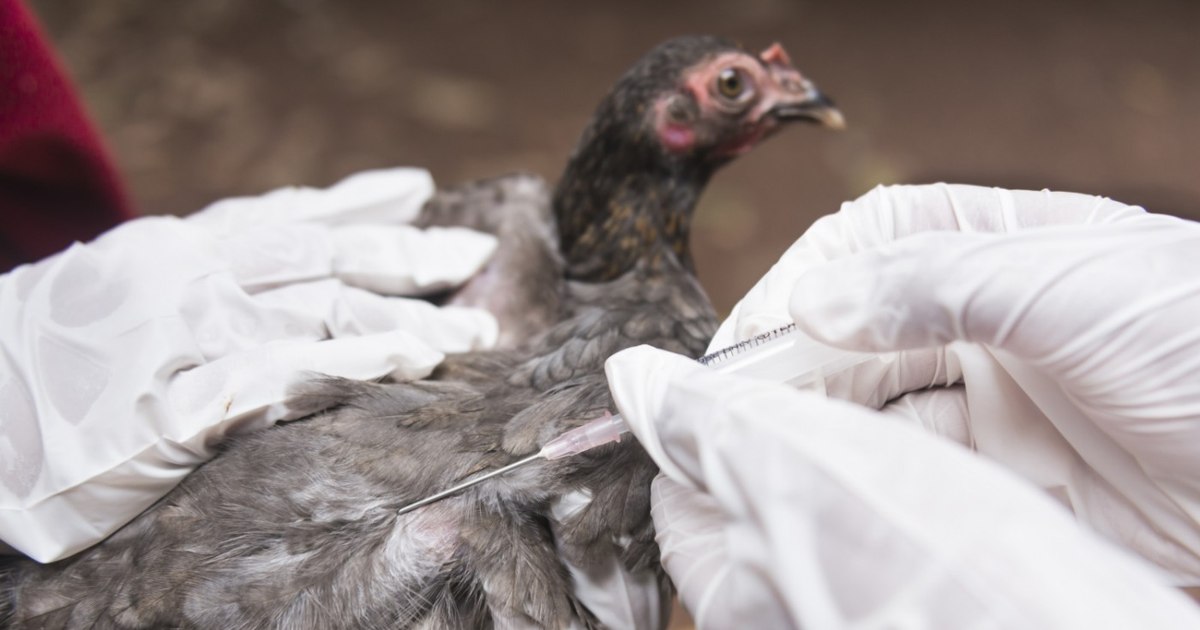 What could be the next epidemic.  The virus that "has the potential to infect both animals and humans"