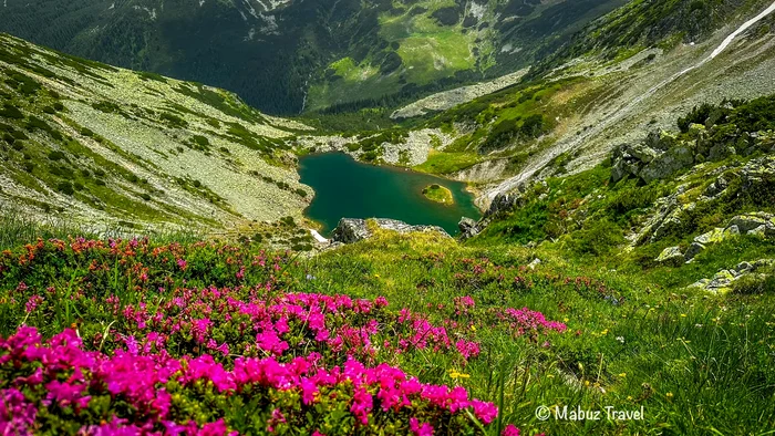 The calf of the goat from Retezat. Photo: Marius Popa.