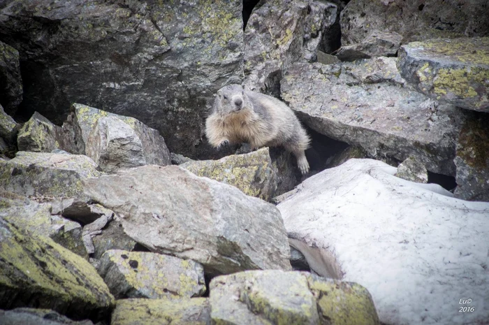 Marmots in Retezat. Photo: Lucian Ignat.