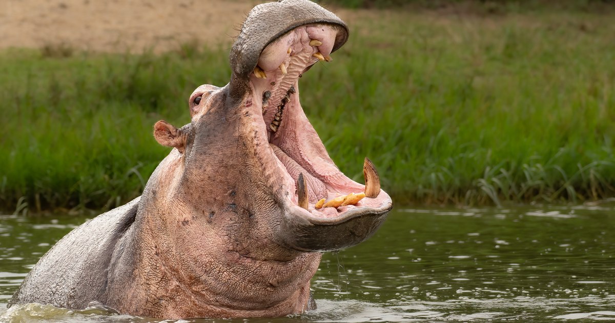 Amazing discovery made by British scientists: Hippos fly.  "It's mind-blowing!"