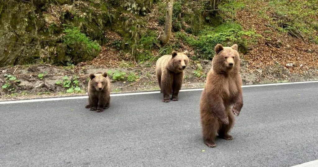 Deputies changed the legislation on bears.  How many animals can be hunted this year?