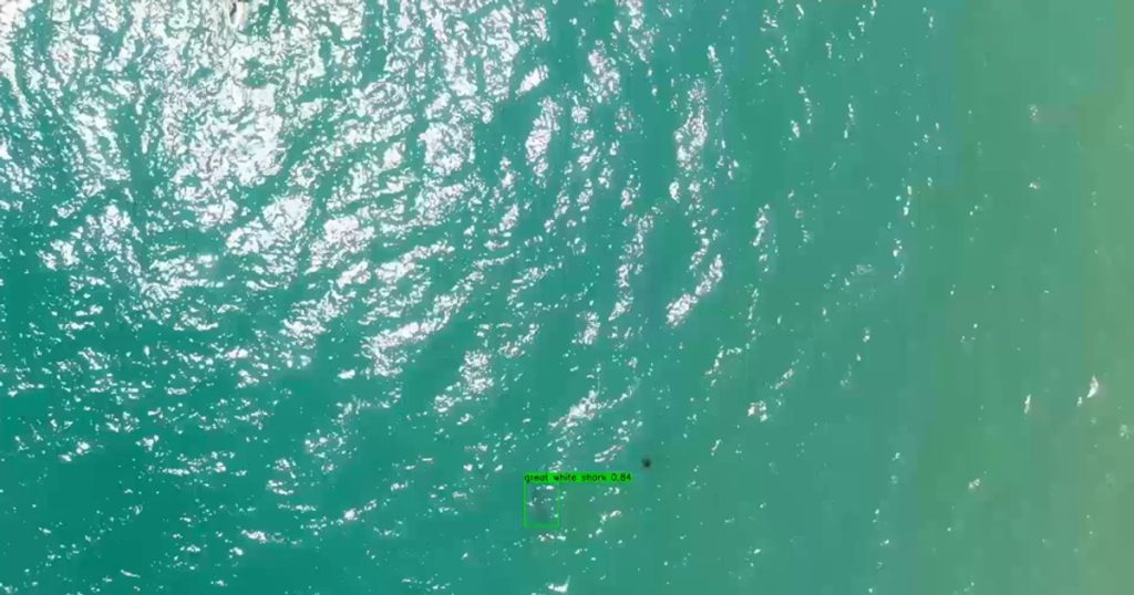 Drones and artificial intelligence, the perfect weapons against California white shark attacks VIDEO