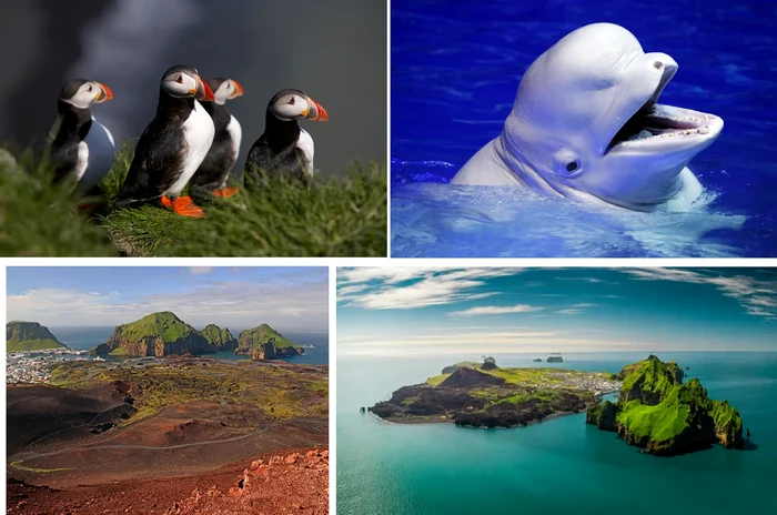 Vestmannaeyjar - Vestman Islands - from Iceland and the wonders they hide Collage