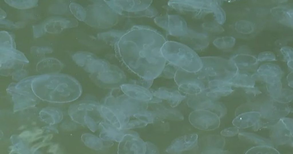 How dangerous are the jellyfish we touch in the Black Sea and why they gather in small waters