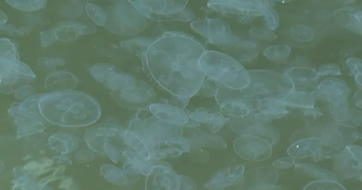 How dangerous are the jellyfish we touch in the Black Sea and why they gather in small waters