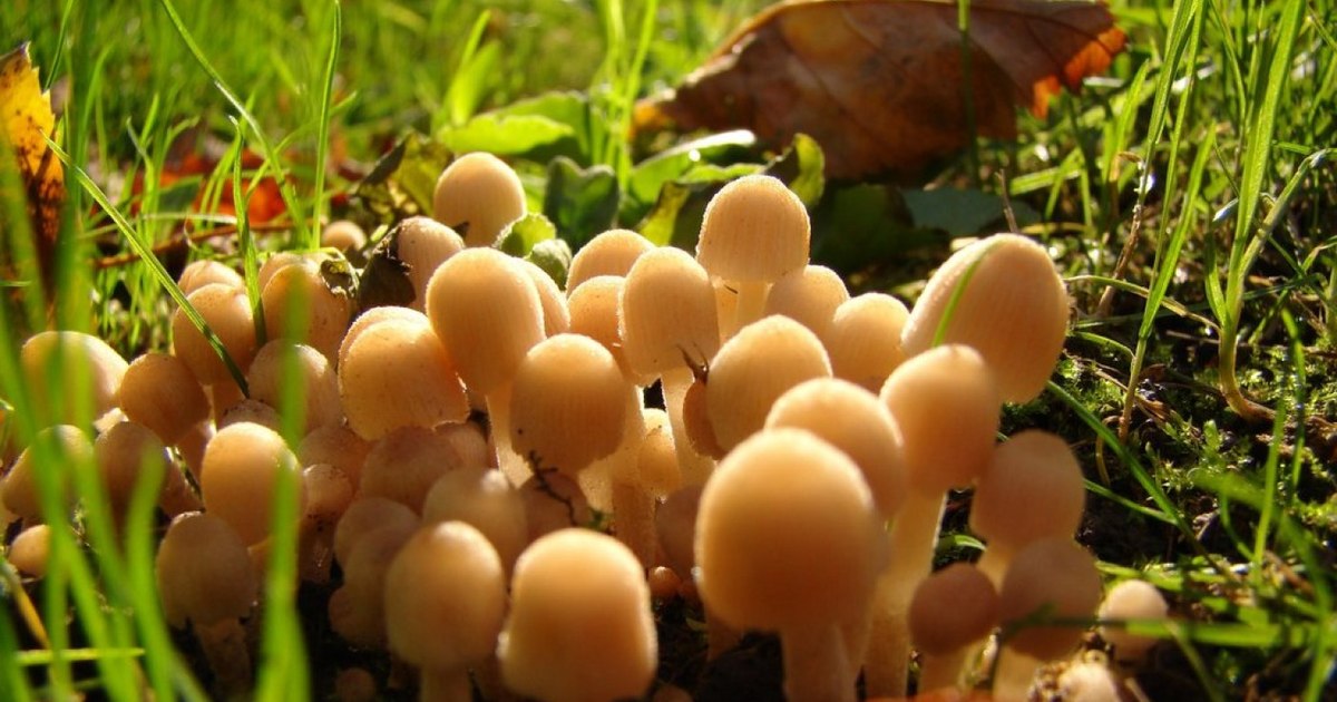 How "magic" mushrooms work on the brain.  They could be used as a treatment against depression, says an American psychiatrist