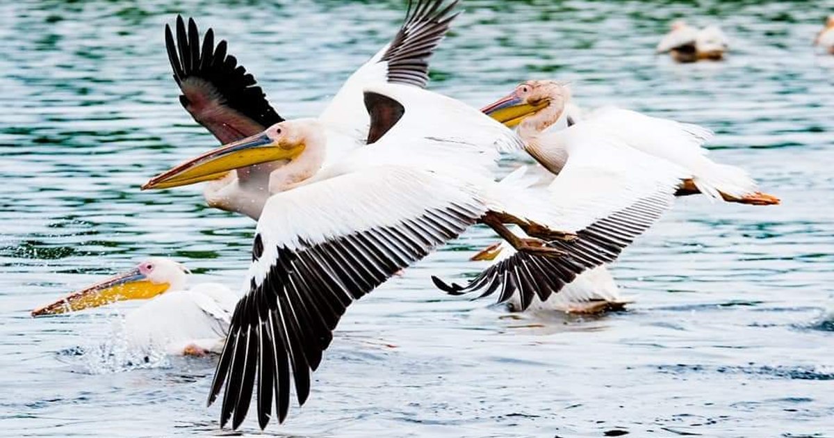 How many foreign visitors does the Danube Delta have, the magical destination discovered by The Telegraph in Romania