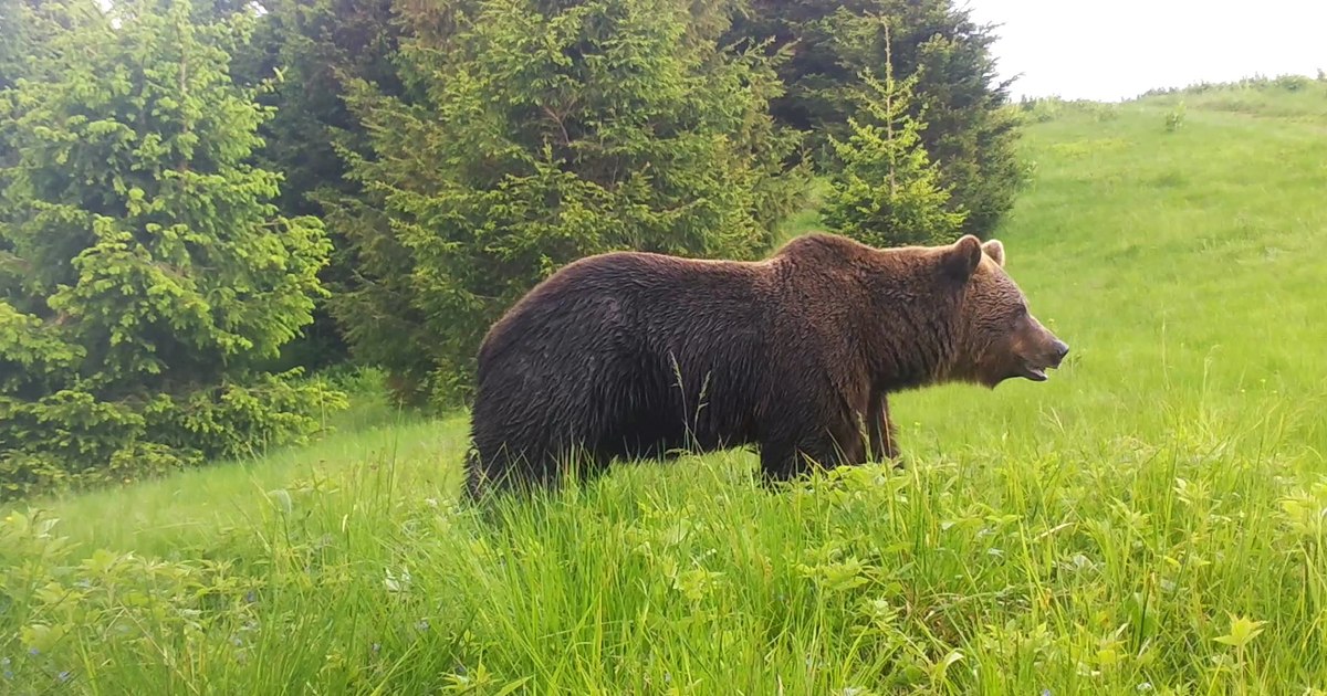 How much does a kilogram of bear meat cost in Romania?  The country where this delicacy is sold in vending machines