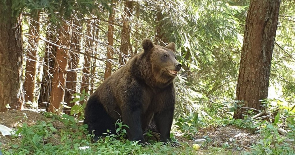 How the state can put fear into bears ANALYSIS