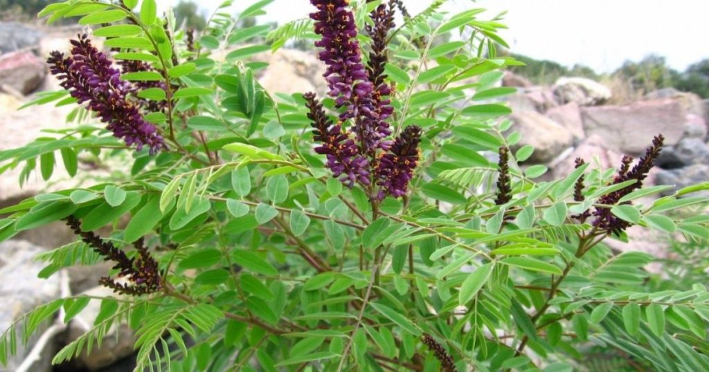 Invasive plant species have been identified in Romania.  In which areas have they spread and what is to be done