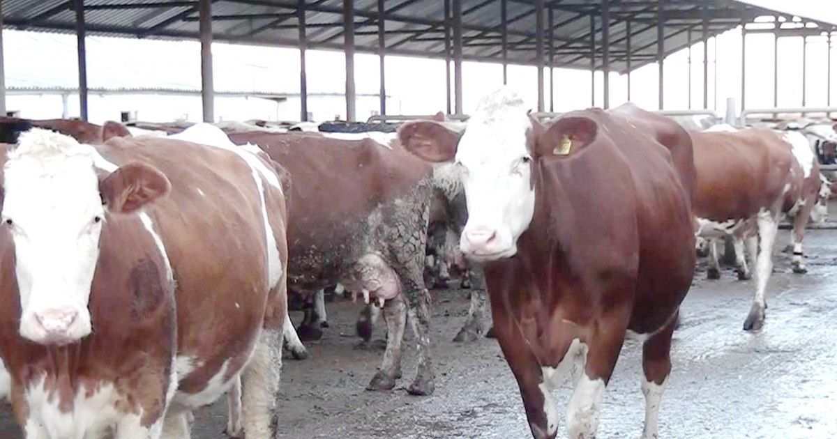 New study sparks fear: Bird flu spreading to cows may have adapted to infect humans