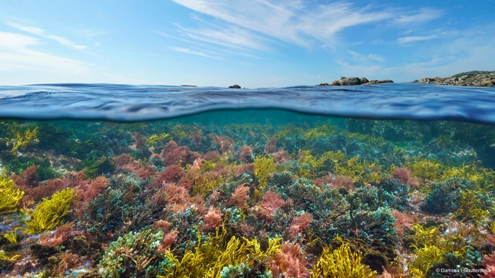 Pollution in the Mediterranean Sea, an extremely serious problem.  WWF PHOTO
