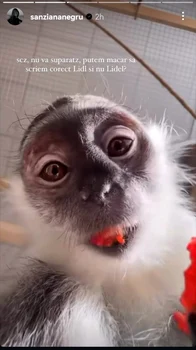 The first story post in the series of ridicule brought to fans PHOTO CAPTURE PHOTO INSTAGRAM @sanziananegru