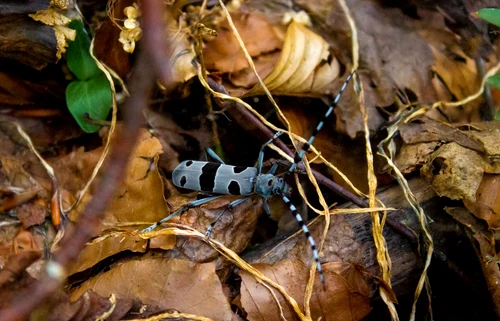 Rosalia Alpina Photo Grădiștea Muncelului Natural Park Cioclovina (7) jpg