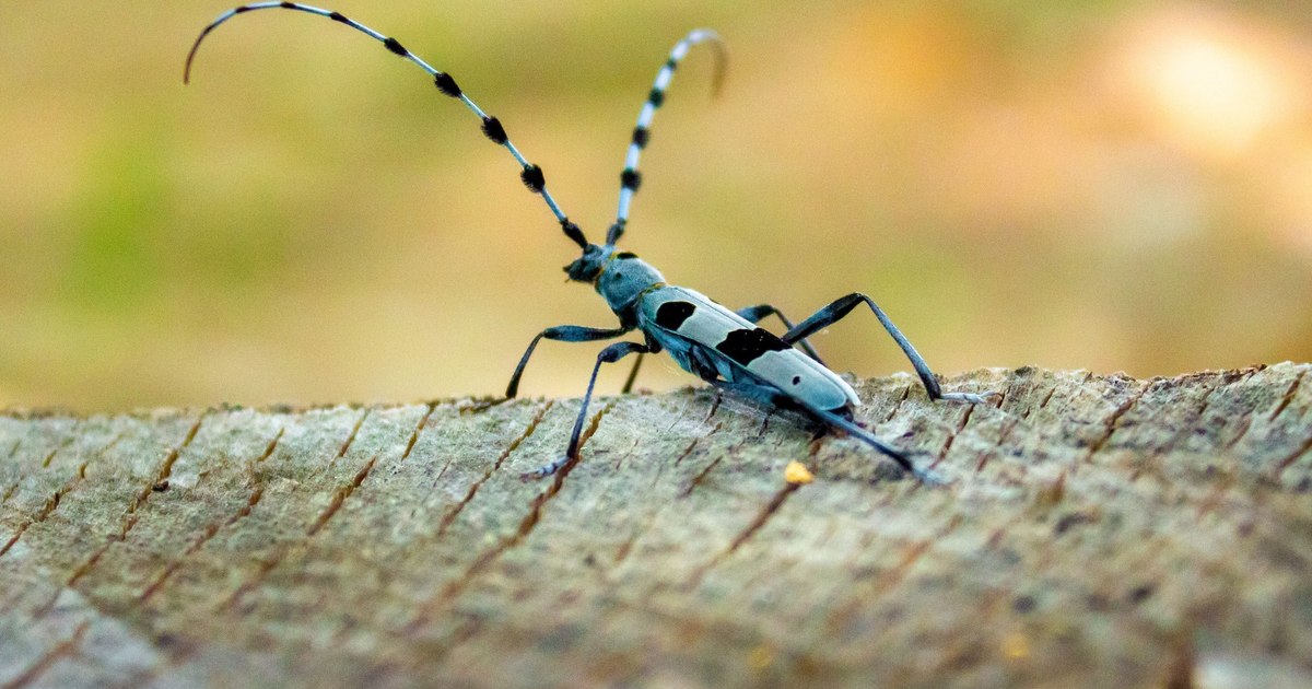 The insect that tourists are not allowed to touch in the Șureanu Mountains.  It is the favorite of PHOTO photographers