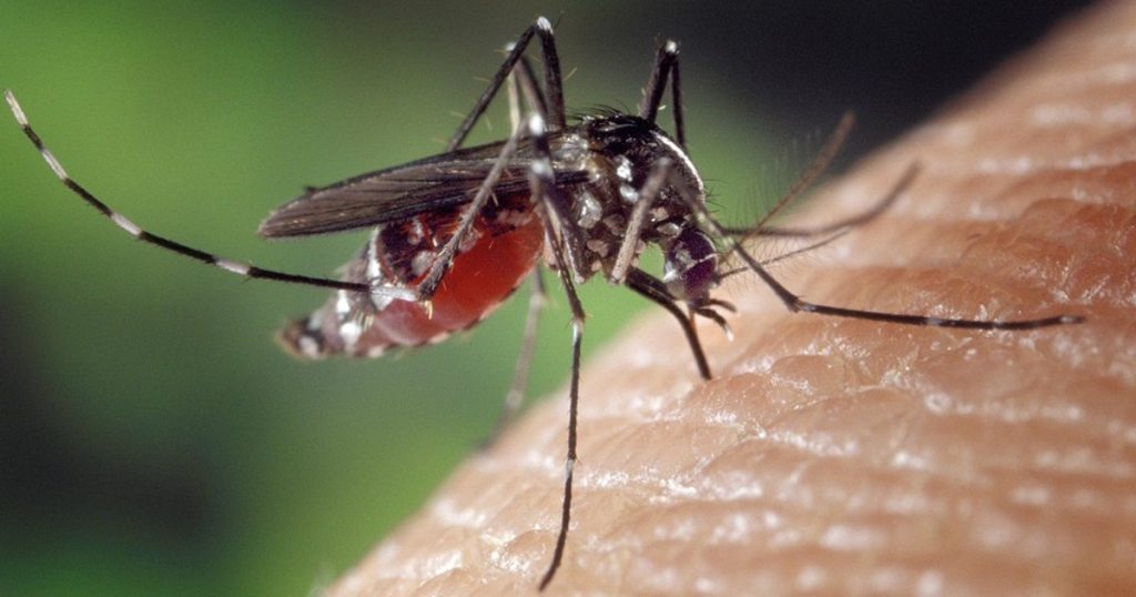 West Nile virus infection also affects humans and animals.  What is it, how is the disease transmitted, what are the symptoms.  "It happens every summer"