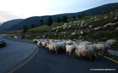 Transalpina Photo Daniel Guță THE TRUTH (210) JPG