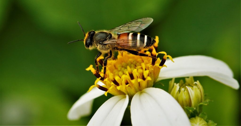 Asian red dwarf bees, an invasive species, discovered for the first time in Europe